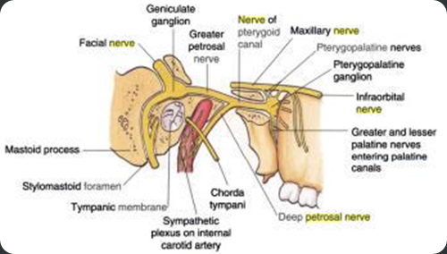 russian nude couples fucking facial nerve passes